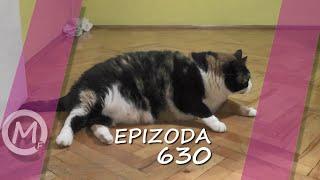 Porodica Zloća - Epizoda 630 (Season 14)