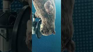КАК ВЫГЛЯДИТ ПРОЦЕСС ОЗВУЧКИ?