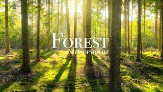 Forest Stock Footage | No Copyright Drone Shots | Royalty free drone shots | free stock videos