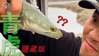 世界旅釣『熱身篇』！我終於釣到了隱藏版魚虎！青虎參上 ！#鵝大人 #路亞 #魚虎