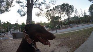 RUNAWAY DOBERMAN RUNS THROUGH SCHOOL!!