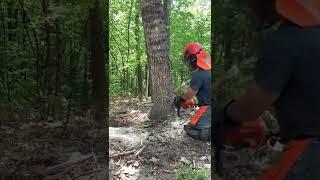 How to fell a tree