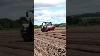 PLANTING POTATOES IN PERFECT CONDITIONS