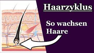 Wie wachsen Haare? | Haarzyklus