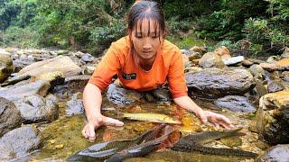 dry up the stream to catch fish - Daily Life Thuy