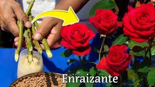 COMO USAR LA LENTEJA COMO ENRAIZANTE CASERO para las plantas en casa - como usar la lentaja