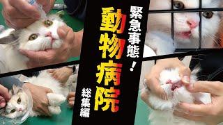 動物病院に連行されまくる猫達の動画集【総集編】【関西弁でしゃべる猫】 【猫アテレコ】