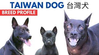 Taiwan Dog Breed Profile History - Price - Traits -  台灣犬  Formosan Mountain Dog Grooming Needs