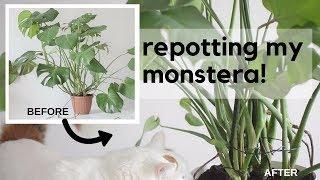 Re-potting my Monstera deliciosa - the roots may shock you! 