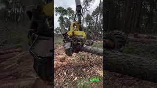 “Harvester in Action:Extreme Tech in Every Cut️” #lumberjack #forest #johndeere #harvester #wood