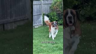 WEIRD Dog Behavior Explained!!