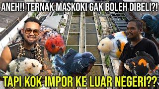 ANEH!! TERNAK MASKOKI GAK BOLEH DIBELI?! TAPI KOK IMPOR KE LUAR NEGERI?? BAROKAH GOLDFISH