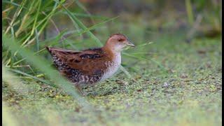 Baillons Crake, habitat and call