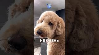 Напряженное свидание  #истории #история #новости #новость #shorts