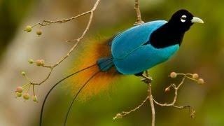 Birds-of-Paradise Project Introduction