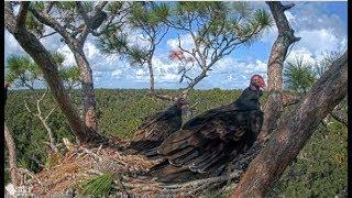 AEF-NEFL ~ Turkey & Black Vultures Eat Leftover SNAKE On Samson's & A2's Nest!! 10.5.19