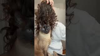 Somebody is watching me #catshorts #cat #hairstyle #haircare #hair #cats #catlover #catvideos