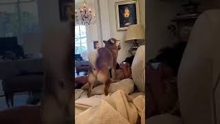 Dubai King  Funny Dog | How To Dubai King  Funny Dog | Bong Subho