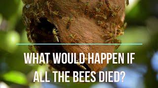 Science | What Would Happen If All the Bees Died? | InfoPEDIA