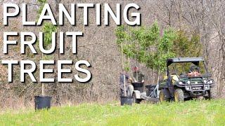 Planting Fruit Trees | Things To Consider And Avoid