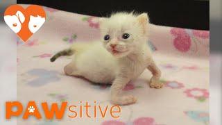 Kitten With Twisted Arms and Legs Refuses to Give Up | PAWsitive 