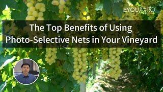 The Top Benefits of Using Photo-Selective Nets in Your Vineyard