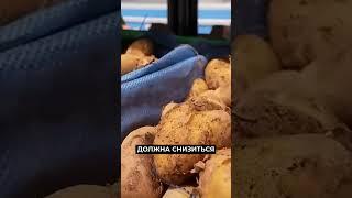 Цена на картофель бьёт рекорды: когда ждать понижения #новости #новостирегионов