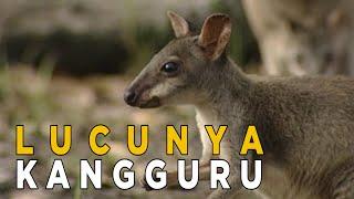 Ternyata ada Kangguru yha di Papua | JELAJAH