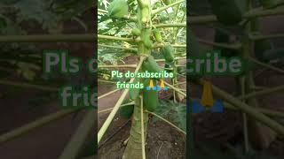 Bfv bappaya 4 months complete #pappaya #bashafarmvlogs #agriculture #farming