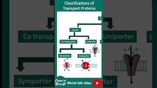 Types of membrane transport protein | membrane transporters and channels | cell bio in 1 minute