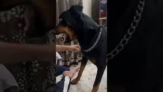 Always fight with us #rap #honeysingh #doglover #rotweilerlove #dogowner #rottweiler #trendingshorts