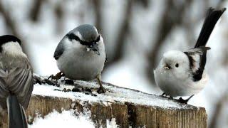 Злобный Поползень всех гоняет, Nuthatch