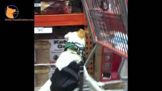 Real-world dog training with Sallie the Jack Russell Terrier & FINE-TUNED CANINES (Naples, FL)