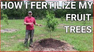 How and when to fertilizing fruit trees