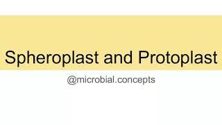 Bacterial spheroplast and Protoplast.