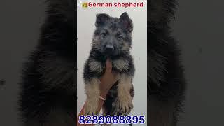Jimmy german original dog  | #germanshepherd #shortvideo