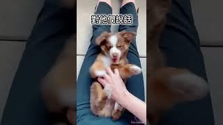 5個 你沒聽過的動物冷知識2023  #short #tiktok #可愛動物