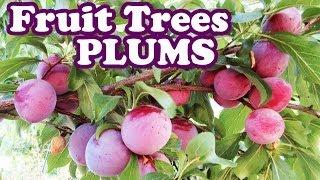 Santa Rosa Plum Tree - Growing Plum Trees | Plum Plants - Pruning Plum Trees Updates - GardenersLand