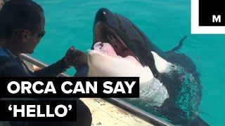 This Orca Can Say 'Hello' Like a Human