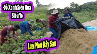 2Q Vlogs||Thóc Phơi Kín Sân sau những ngày gặt||Đậu Xanh siêu Quả được thu hoạch||Cuộc Sống Châu Phi