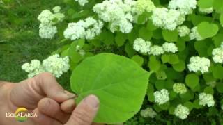 Hydrangea arborescens "Annabelle"