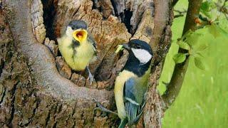 Nesting birds – Great tit (Parus major)