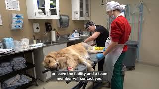 Dublin Veterinary Medical Center: What to Expect