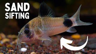 Best SAND SIFTING Aquarium Fish | TOP 5