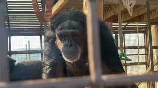 Friday Bliss at Chimpanzee Sanctuary Northwest