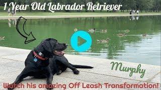 Best Labrador Trainers in PA ||| Off Leash K9 Training, Lehigh Valley ||| 1 year old Lab, Murphy