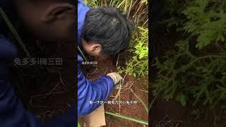 上山挖兔子洞捡兔子的一天 上山挖兔子洞捡兔子的一天#兔子#动物#农村创业养殖 自家散养肉兔#三农养殖 #抖音助农