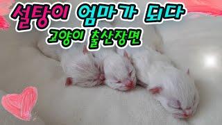 고양이 출산장면 (설탕이 세냥이의 엄마가 되다)