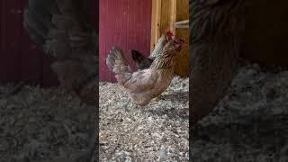 Chickens Talking