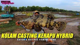 Teknik Casting Kerapu Hybrid /Catch And Release Fishing Pond / Kodek Softplastic Mantapbait Predator